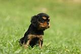 CAVALIER KING CHARLES 571